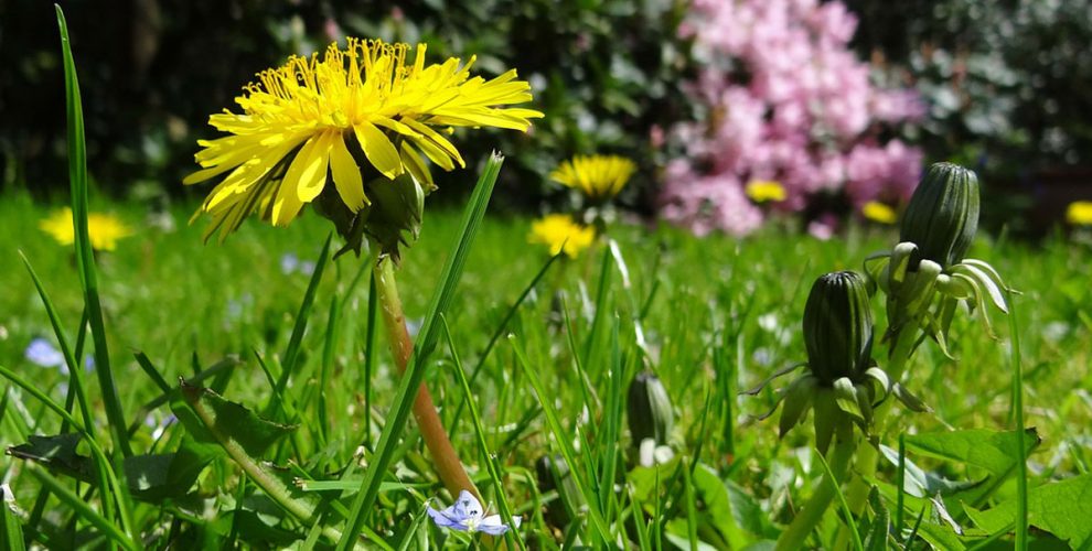 Den Garten Kinderfreundlich Gestalten